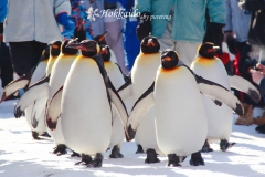 2019【 ❄️冬季限定·北海道❄️】